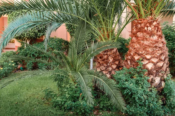 エキゾチックな造園デザイン。亜熱帯植物環境 — ストック写真