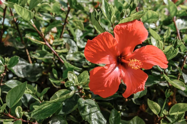 Китайская роза закрывается. Красный гавайский гибискус в кустах. — стоковое фото