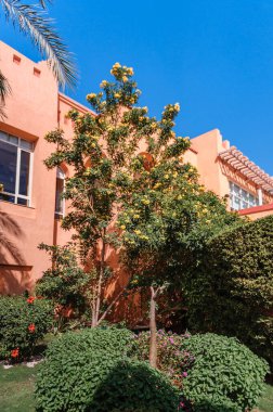 Mısır 'da palmiye ağacı olan lüks tatil köşkü.