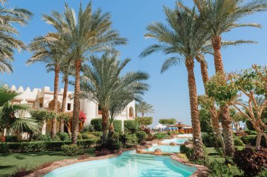 Yüzme Havuzu ve palmiye ağaçları Mısır'daki güzel