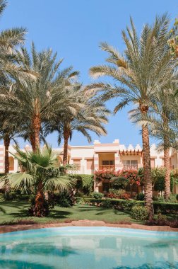 Yüzme Havuzu ve palmiye ağaçları Mısır'daki güzel