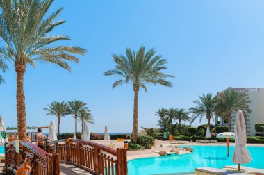 Yüzme Havuzu ve palmiye ağaçları Mısır'daki güzel