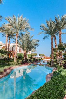 Yüzme Havuzu ve palmiye ağaçları Mısır'daki güzel