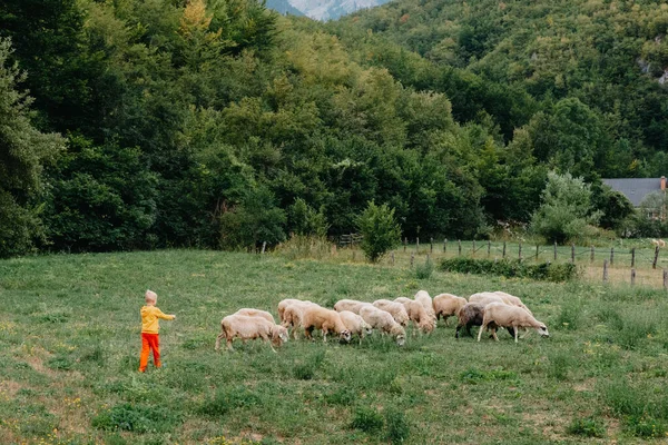 可爱的小男孩，农场里的羊，最好的朋友，男孩和小羊背景的绿色，波迪和儿童在草地上。小男孩在山上放羊.小孩和羊都进来了 — 图库照片