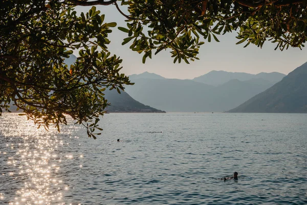 Sunset, beautiful landscape with silhouettes of trees. Travel concept. Montenegro, Kotor Bay. Sunset at Kotor Bay Montenegro. View of the sunset in Boko-Kotor Bay in Montenegro. Silhouettes of — ストック写真