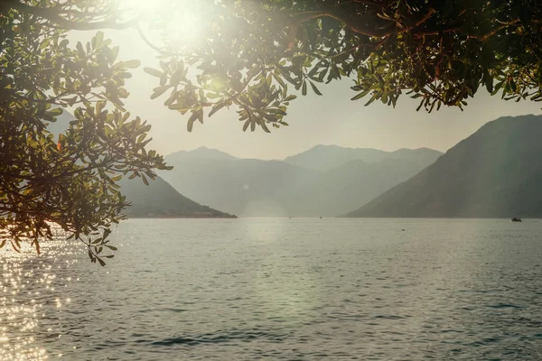 Gün batımı, ağaç siluetleriyle güzel bir manzara. Seyahat konsepti. Karadağ, Kotor Körfezi. Kotor Bay Montenegro 'da günbatımı. Karadağ 'ın Boko-Kotor Körfezi' nde günbatımı manzarası. Siluetler