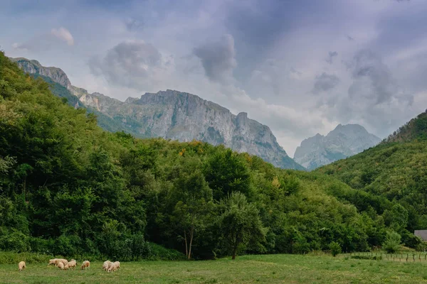 Paisaje de montaña con ovejas pastando al atardecer — Foto de Stock