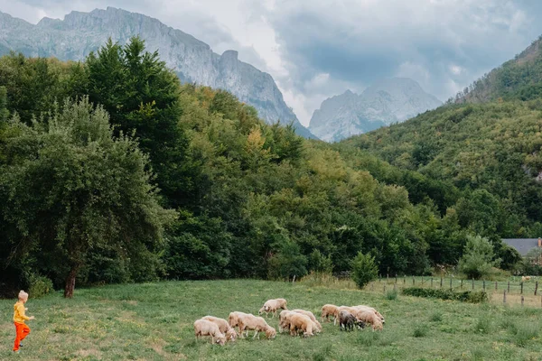 Lindo niño con una oveja en la granja, mejores amigos, niño y cordero en el contexto de la vegetación, poddy y el niño en la hierba. Un niño pequeño pastoreando ovejas en las montañas. Niño pequeño y ovejas en — Foto de Stock