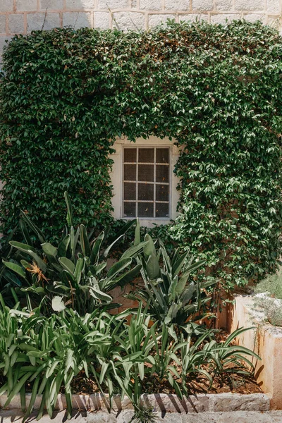 Dřevěné Dveře Starém Středověkém Kamenném Domě Zelené Břečťan Domě Nad — Stock fotografie