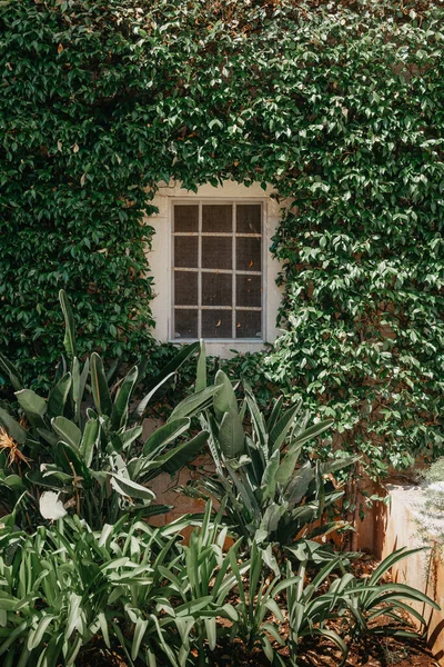 Деревянная Дверь Старом Средневековом Каменном Доме Зеленый Плющ Доме Над — стоковое фото