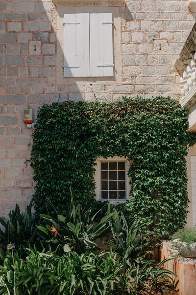 Деревянная Дверь Старом Средневековом Каменном Доме Зеленый Плющ Доме Над — стоковое фото