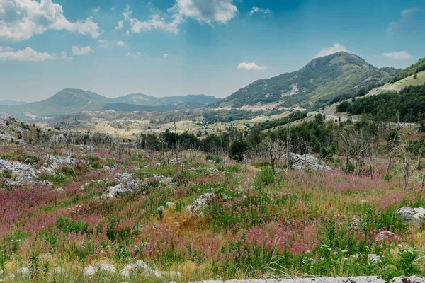 Panoramic View Idyllic Mountain Scenery Alps Fresh Green Meadows Bloom — ストック写真