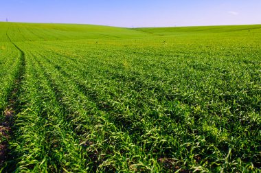 Green Field of wheat, blue sky and sun, white clouds. wonderland