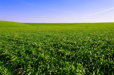 Green Field of wheat, blue sky and sun, white clouds. wonderland