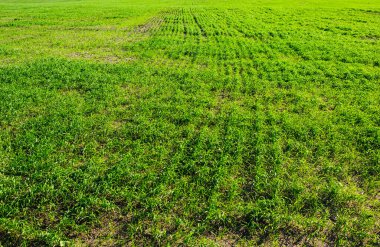 Green Field of wheat, blue sky and sun, white clouds. wonderland