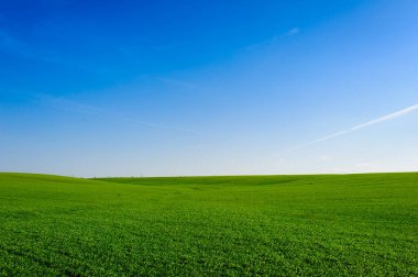 Green Field of wheat, blue sky and sun, white clouds. wonderland