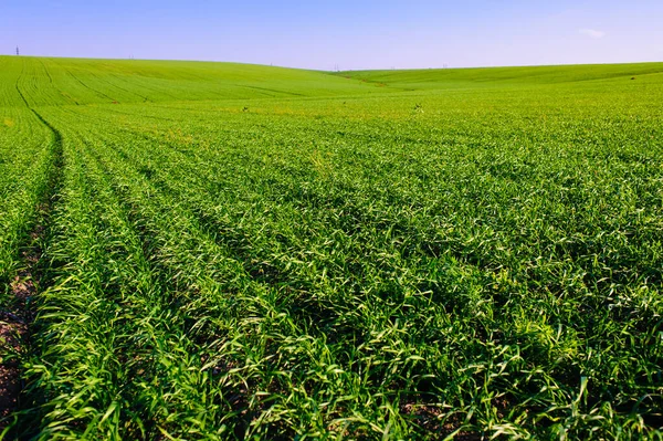 Green Field Wheat Blue Sky Sun White Clouds Wonderland — 图库照片