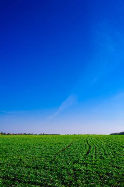 Green Field Wheat Blue Sky Sun White Clouds Wonderland — Fotografia de Stock