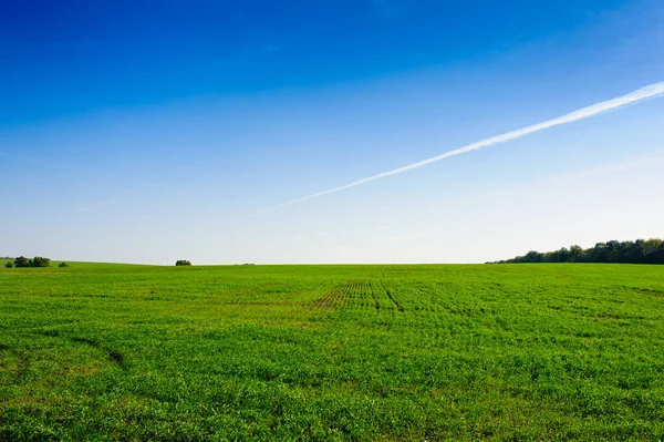 Green Field Wheat Blue Sky Sun White Clouds Wonderland — Fotografia de Stock