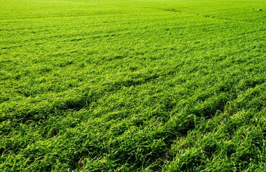 Green Field of wheat, blue sky and sun, white clouds. wonderland