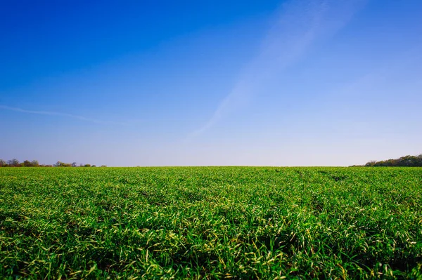 Green Field Wheat Blue Sky Sun White Clouds Wonderland — Stok fotoğraf