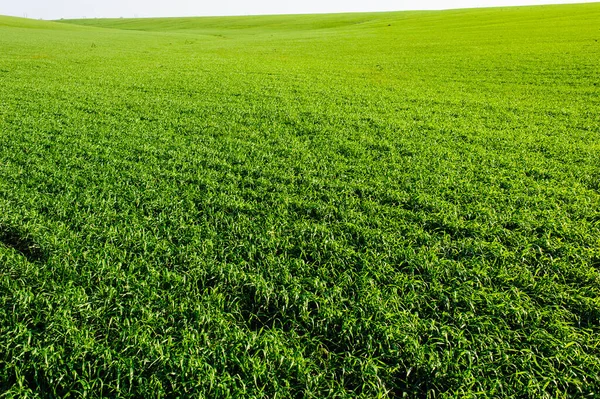 Green Field Wheat Blue Sky Sun White Clouds Wonderland — 图库照片