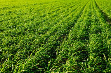 Green Field of wheat, blue sky and sun, white clouds. wonderland