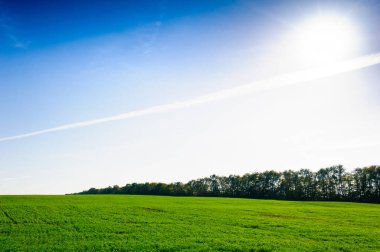 Green Field of wheat, blue sky and sun, white clouds. wonderland