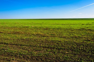Green Field of wheat, blue sky and sun, white clouds. wonderland
