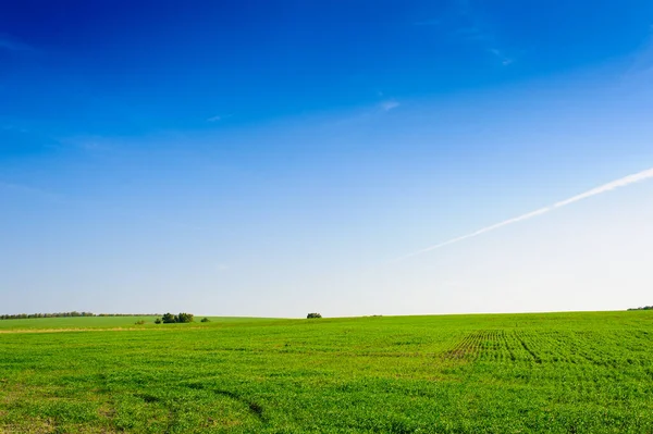 Green Field Wheat Blue Sky Sun White Clouds Wonderland — Stock Fotó