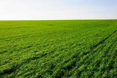 Green Field of wheat, blue sky and sun, white clouds. wonderland