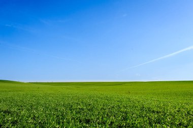 Green Field of wheat, blue sky and sun, white clouds. wonderland