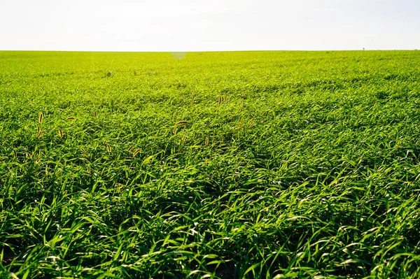 Green Field Wheat Blue Sky Sun White Clouds Wonderland — Stock Photo, Image