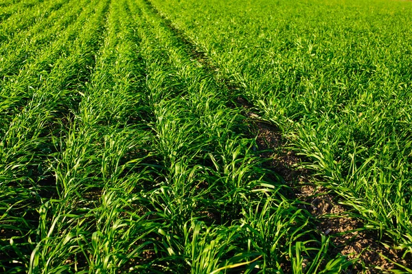 Green Field Wheat Blue Sky Sun White Clouds Wonderland — 图库照片