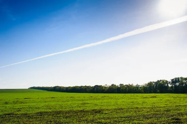 Green Field Wheat Blue Sky Sun White Clouds Wonderland — Stock Photo, Image