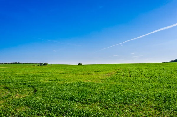 Green Field Wheat Blue Sky Sun White Clouds Wonderland — Fotografia de Stock