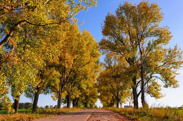 Rural road on an autumn day. Autumn road through a rural field landscape