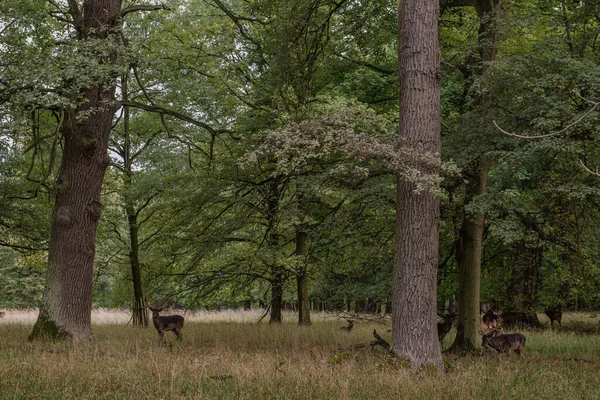 Cola Blanca Ciervo Bucks Terciopelo Verano Pie Una Abertura Bosque — Foto de Stock