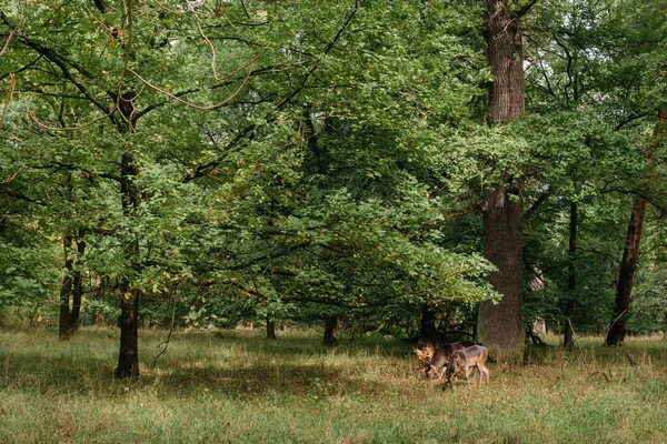 Whitetail Jelen Babek Létě Sametové Stojící Otvoru Lese — Stock fotografie