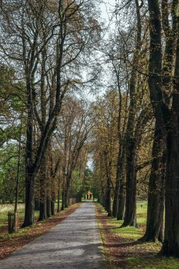 Sakin bir sonbahar sezonu. Sonbahar ormanlarında yolu olan güzel bir manzara. Yeşil, sarı ve turuncu yapraklı akçaağaçlar ve huş ağaçları güneşli bir günde ağaçlık alanda yürür.
