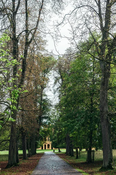 Спокойный Осенний Сезон Пейзаж Дорогой Осеннем Лесу Клен Березы Зелеными — стоковое фото
