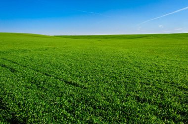 Green Field of wheat, blue sky and sun, white clouds. wonderland