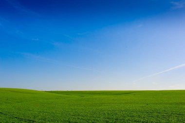 Green Field of wheat, blue sky and sun, white clouds. wonderland