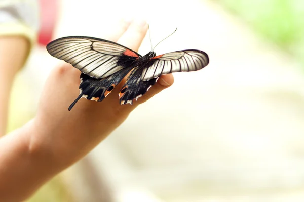 Schmetterling — Stockfoto