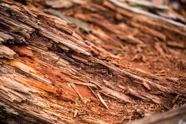 rotten tree close-up macro