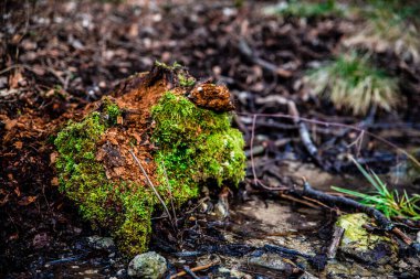 mossy tree stump with water in forest