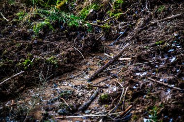 small forest creek in spring