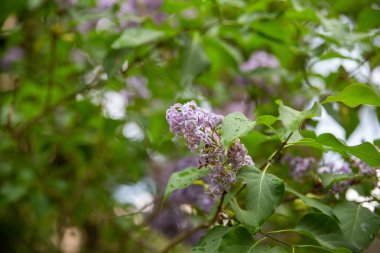 purple blooming lilac cluse-up with green leaves blurred in background