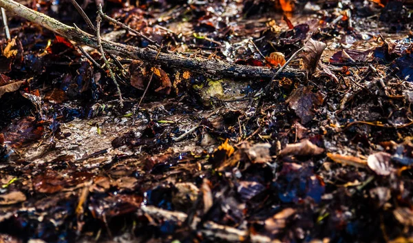 Small Forest Creek Leaves — Fotografia de Stock