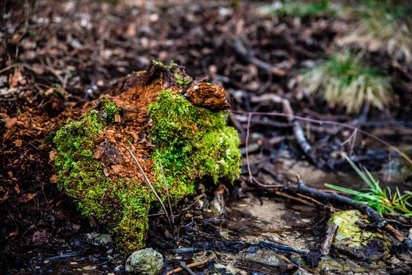 mossy tree stump with water in forest